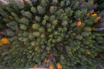 Autumn Forest From Above