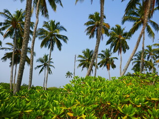 Tangalle au Sri Lanka