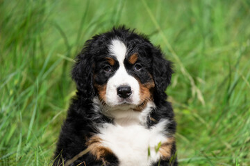 tricolor bernese mountain dog australian shepherd puppy sitting in the grass. white-brown-black puppy with wavy hair in the grass in the yard