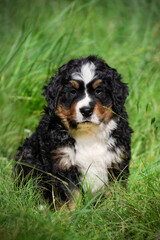 tricolor bernese mountain dog australian shepherd puppy sitting in the grass. white-brown-black puppy with wavy hair in the grass in the yard