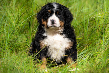 tricolor bernese mountain dog australian shepherd puppy sitting in the grass. white-brown-black puppy with wavy hair in the grass in the yard