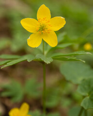 yellow flower in the garden