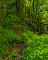 stream in the forest