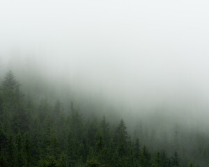 misty morning in the forest