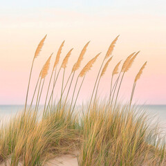 Fototapeta premium Sanddüne im sanften Licht