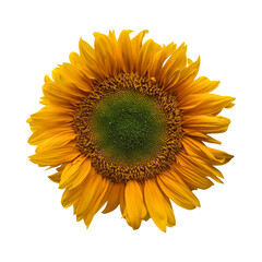 Fototapeta premium Yellow sunflower isolated on transparent background 
