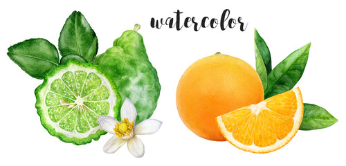 Hand-Painted Watercolor Bergamot and Orange Botanical Illustration