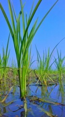 Fototapeta premium Rice tree