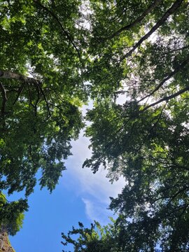 Ciel et branchage