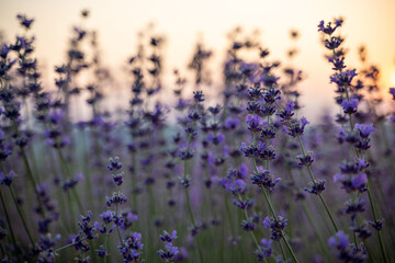 Blooming lavender field. Beautiful purple flowers. Regional organic cultivation.