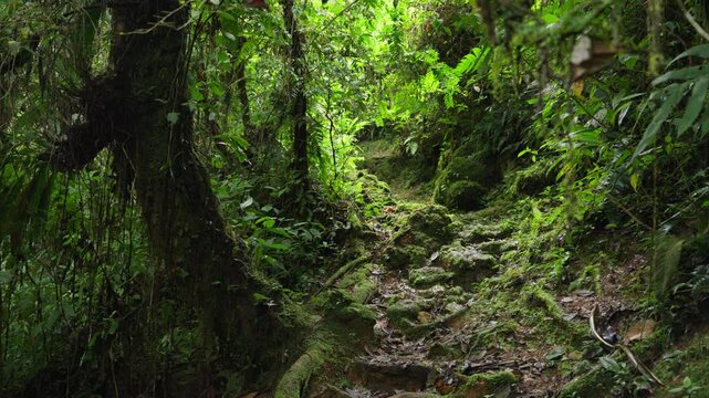 Sendero de piedras y raices creando un tunel natural en medio del bosque en la monta&ntilde;a