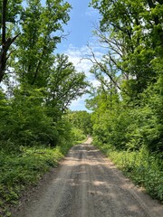 Fototapeta premium road in the forest