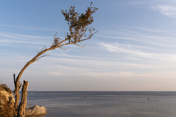Naklejka premium A solitary tree bending towards the sea on a peaceful coastline during a serene evening. The vast ocean and soft clouds in the sky create a tranquil and picturesque scene.