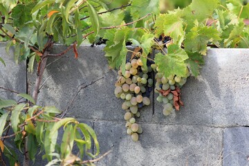 Grapes ripening on branches in the garden on a blurred background
