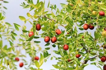 Ripening Ziziphus fruits on branches in the garden against the sky
