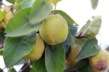 Quince fruit ripening on a branch in the garden on a blurred background
