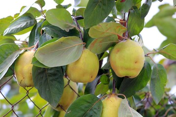 Quince fruit ripening on a branch in the garden on a blurred background

