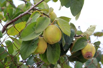 Quince fruit ripening on a branch in the garden on a blurred background
