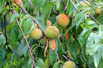 Peaches ripening on the branches in the garden
