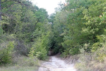Forest in Borovets district (Varna, Bulgaria) at the end of summer
