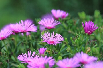 Fototapeta premium Pink Lampranthus flowers in the garden on a blurred background 