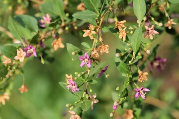Purple flowers of Lycium barbarum on branches in the forest
