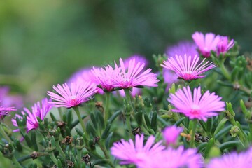 Obraz premium Pink Lampranthus flowers in the garden on a blurred background 