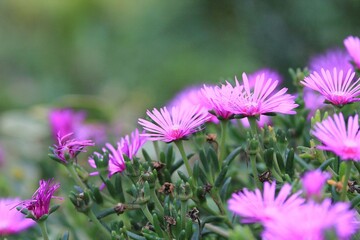 Fototapeta premium Pink Lampranthus flowers in the garden on a blurred background 