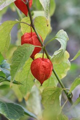 Decorative Physalis on a flower bed on a blurred background
