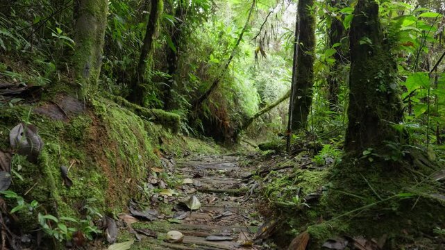 Sendero de madera en medio del bosque en la monta&ntilde;a en el bosque tropical de Costa Rica