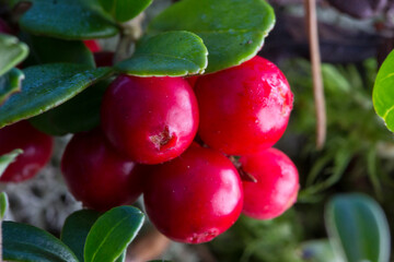 Obraz premium lingonberry is an edible red berry, bright and ripe, growing in the forest. a bunch of berries was taken in close-up in autumn in a natural growing environment