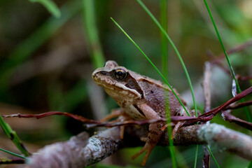 A frog sits on a branch in a summer forest. taken in close-up in a natural environment