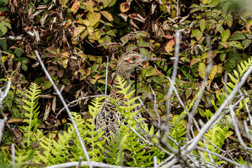Fototapeta premium Faisan sur la Grande Ile de Chausey, Granville, Manche, Cotentin, Normandie, France