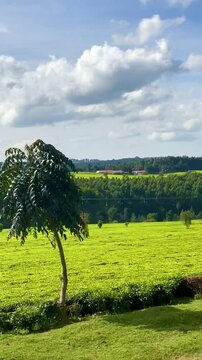 landscape with trees