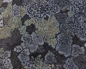 beautiful lichen pattern on a stone in the forest. taken in close-up