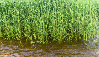 natural background - reed in water close-up