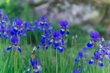 blue irises, flowers on a blurred background