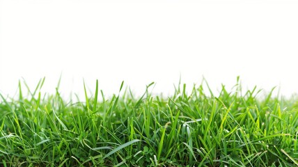 Fototapeta premium Healthy green grass on a plain white background