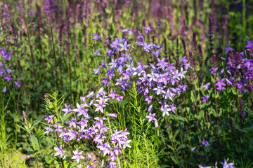 floral background, purple flowers of spreading bellflower are sunlit in the meadow