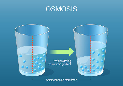 Osmosis. Experiment with Semi-permeable membrane