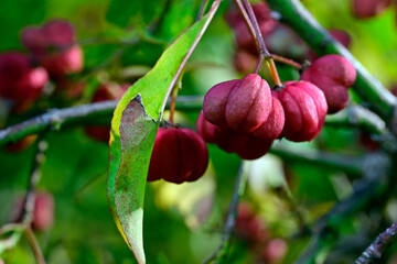 Pfaffenhütchen, Gewöhnlicher Spindelstrauch // Common spindle (Euonymus europaeus)
