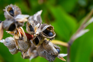 Seed pods of the Canna lilly. A close view of a split seed pod and seeds of the Canna lilly,