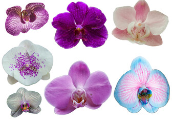 collection of orchid flowers isolated on white background