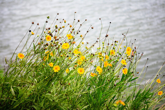 View of the coreopsis flowers at the lakeside
