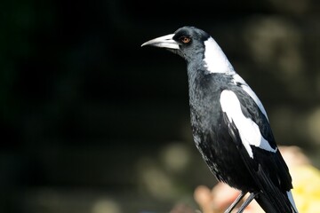 A close-up shot of Australian Magpie