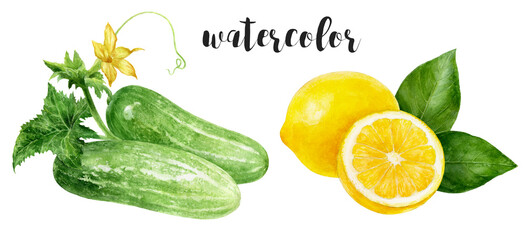 Hand-Painted Watercolor Cucumber and Lemon Botanical Illustration