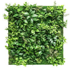 Obraz premium Green plant wall panel isolated on transparent background.