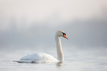 Łabędź niemy © Michal Przystas