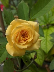 single yellow rose
