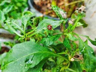 Ladybug sitting on a green leaf 